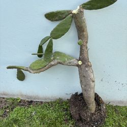 Free Large rooted cactus. It is not in a pot See pictures 