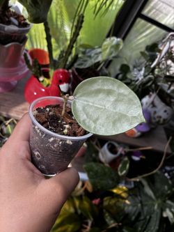 Hoya Verticulata silver heart