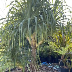 Pandanas Palm Trees