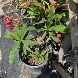 Euphorbia Millie Crown Of Thorns  Succulents (Read Description)