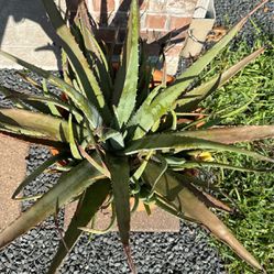Aloe Plants and Planter