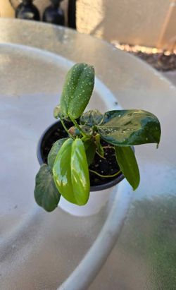 Philodendron bipennifolium plant