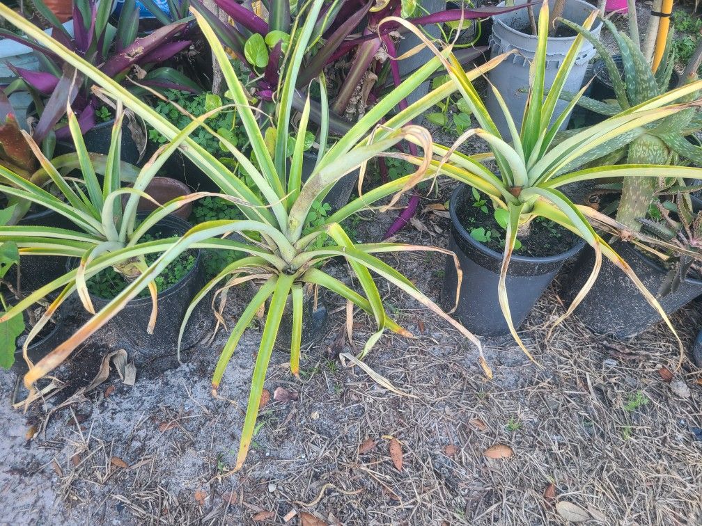 3 Pinellas Plant