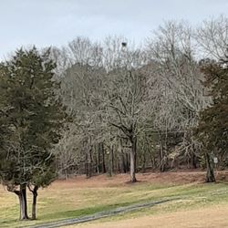 Free Fire wood you cut Several Trees