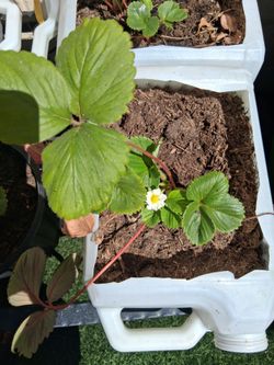 Live Strawberry plants
