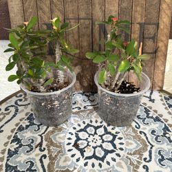 Crown Of Thorn Plant 