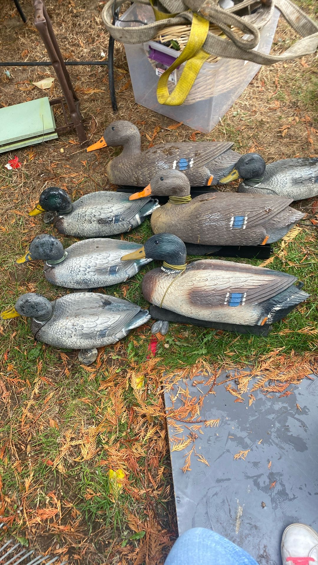 Duck Decoys