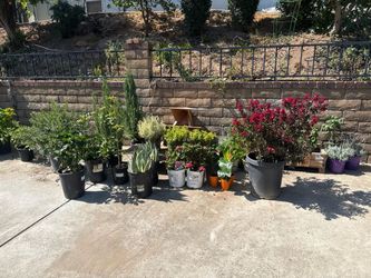 Plant trees flower 50% off