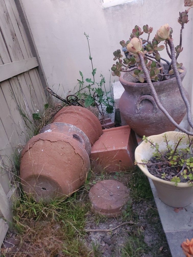 Free Succulents & Free Ceramic Planters!