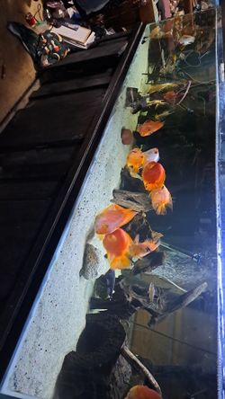 340+ Gallon Fish Tank Fish