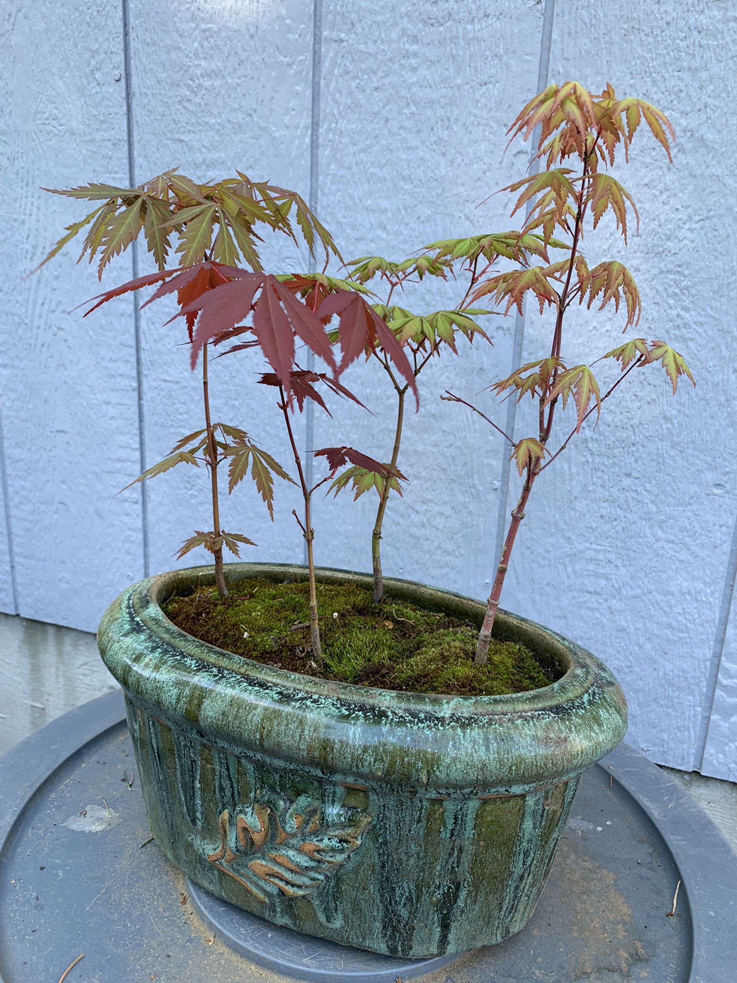 Maple  Japan 11 Inches 