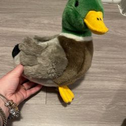 Mallard Duck