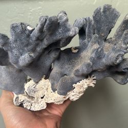 Large Natural Blue Ridge Coral Large Specimen 