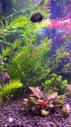 Aquarium plant decor