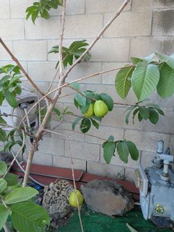 Guava Tree with Fruits@