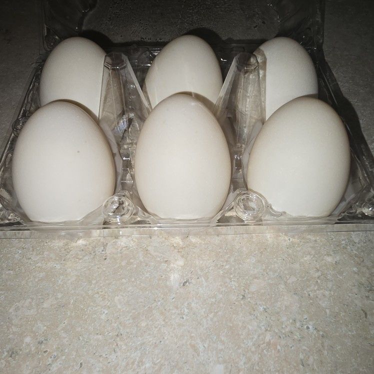 Duck Eggs
