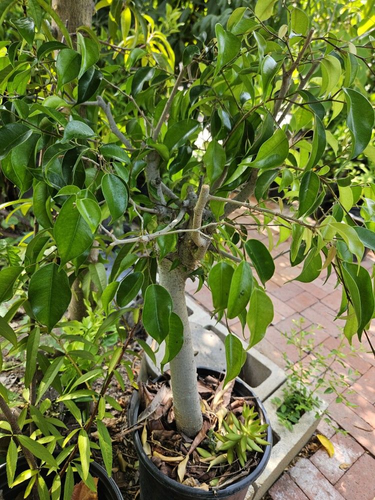 Ficus Plant