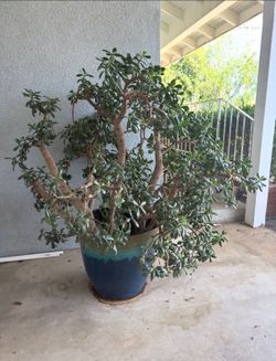 Mature Jade Tree