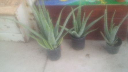 Aloe vera plants