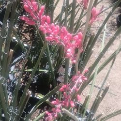 Red Yucca Plants.