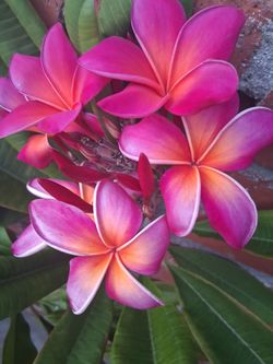 Pink/orange plumeria clipping