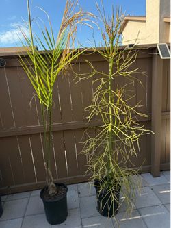 6ft Palm tree and Firestick succulent