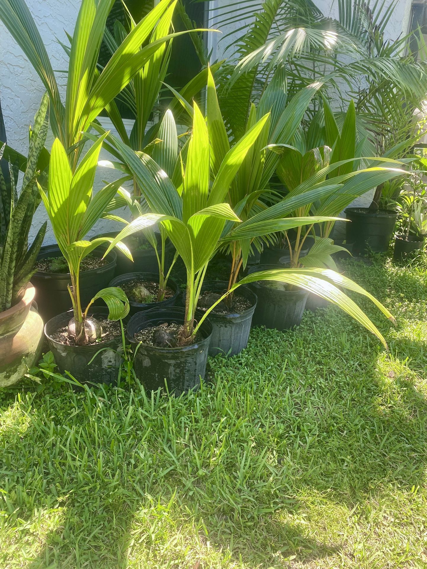 Green Yellow and Gold Malayan Dwarf Coconut Palm Trees