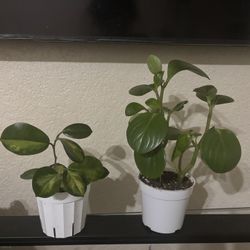 Indoor Plants