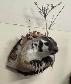 American Badger Taxidermy Wall Habitat Display
