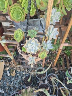 Hanging Succulent Arrangement 