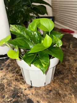 Plants