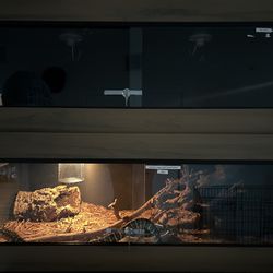 Toad Ranch Reptile Enclosure