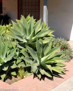Free Foxtail Agave and Aloe