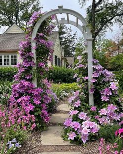 Clematis Vine in Pots. Bee Jubilee Variety. Returns Every Year