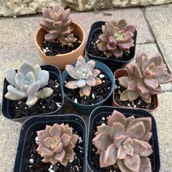 Succulent Plants 7 Available 2.5” Pot $2 Each 