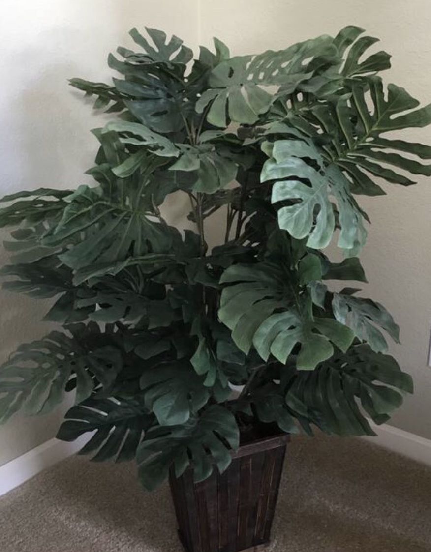 Silk plant approximately 37” high