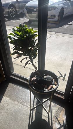 Plant for free