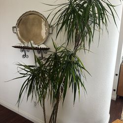 Dragon Tree Plant 6ft Tall 