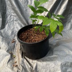 Black Walnut Tree