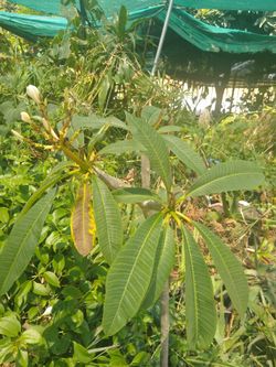 Plumeria plant white