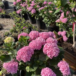 Hydrangeas For sale