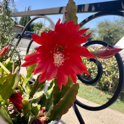 Epiphyllum | Orange | In Clay Pot