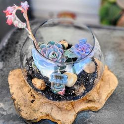 Blooming Succulent Terrarium