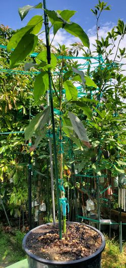 Pinkerton Avocado Tree