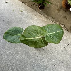 Philodendron Pink Glory 4” Live Plant