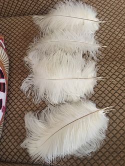 ostrich feathers
