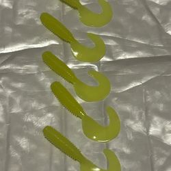 Yellow Curly Tail Grub