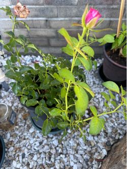 Rose bush