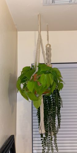 Lemon lime pothos plant