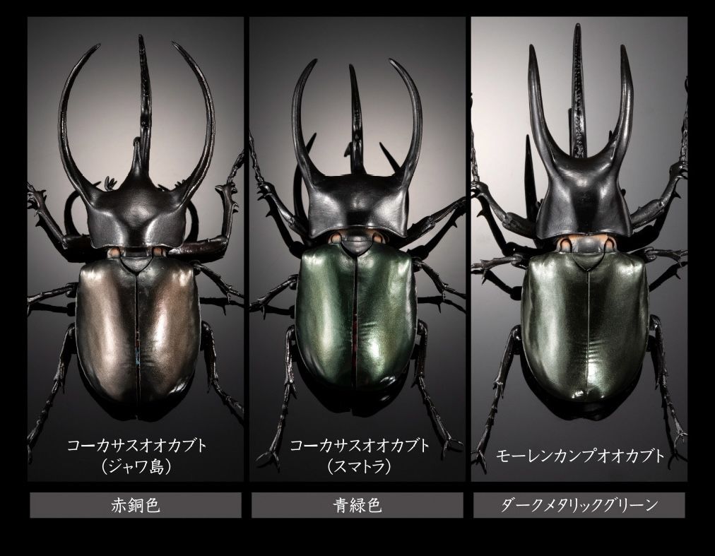 BANDAI Gashapon Beetle Dynastes satanas Completed Figure 3 Set 110mm